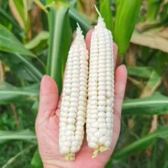 西双版纳拇指糯玉米 1000g/袋