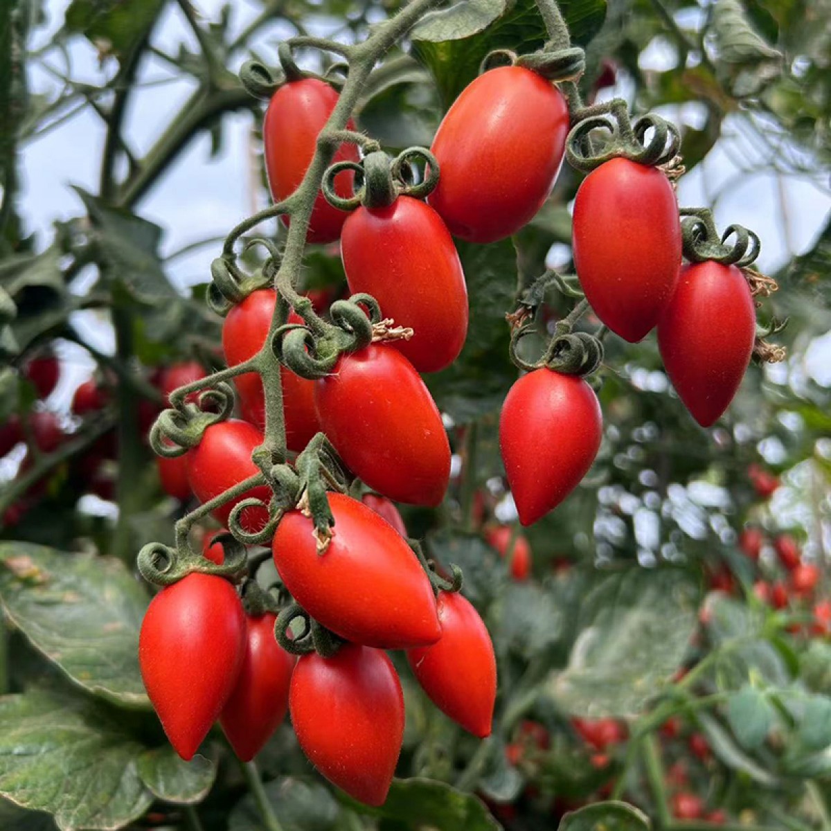 云南圣女果5斤樱桃小番茄水果小番茄超甜当季农家绿色生态果蔬