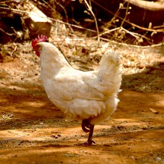 云南供销 绒巴拉 富硒鸡1.2kg-1.4kg整鸡装