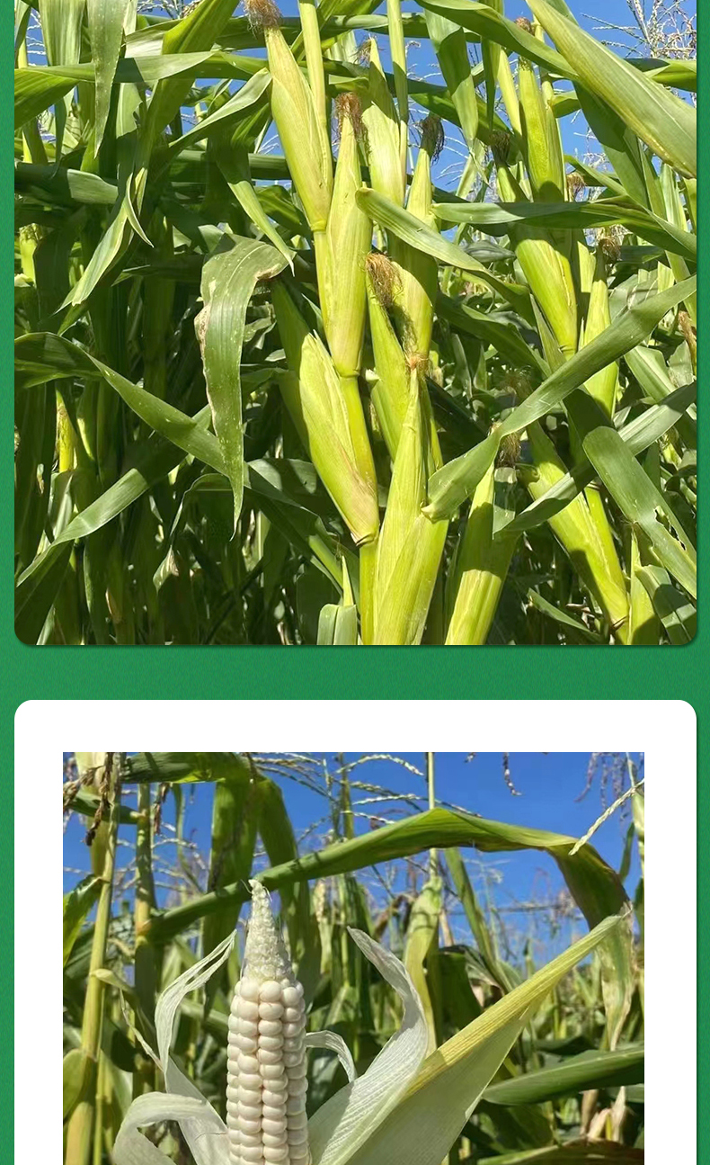 拇指玉米详情页_07.jpg