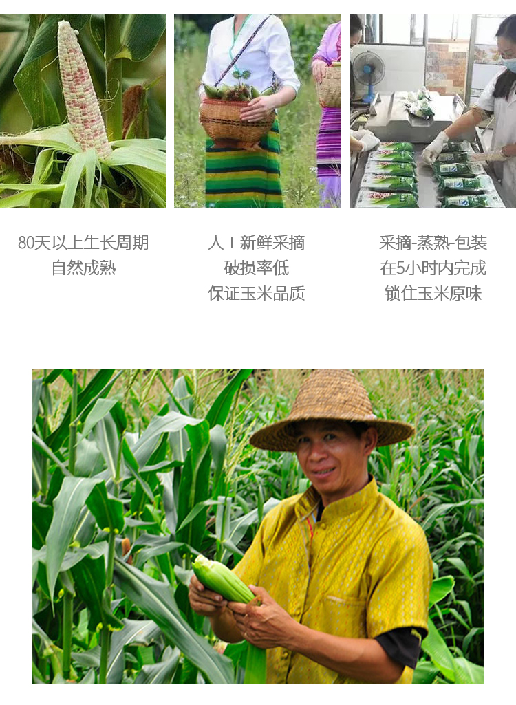 版纳小玉米_08.jpg
