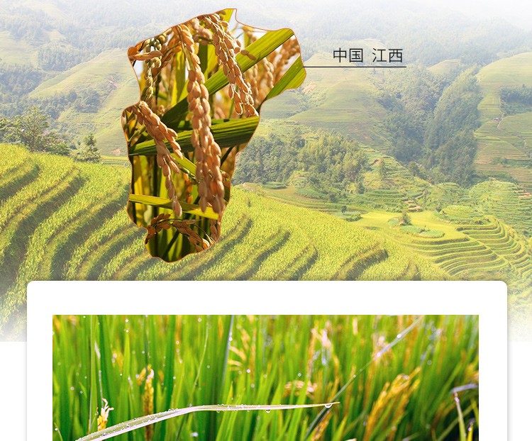 丝苗米2.5kg-详情4.jpg